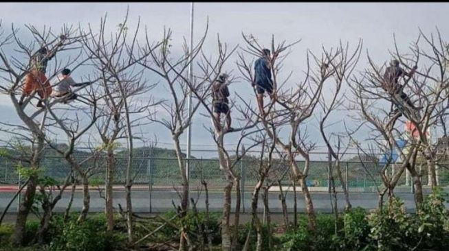 Viral Usaha Nonton Balapan di Sirkuit Mandalika, Nangkring di Pohon Sampai Pakai Truk