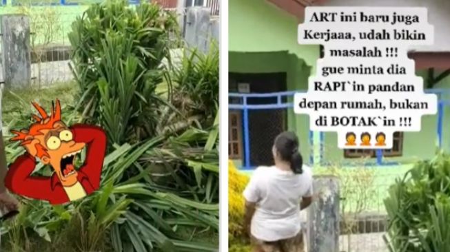 Majikan kaget lihat hasil kerja ART merapikan tanaman (tiktok)