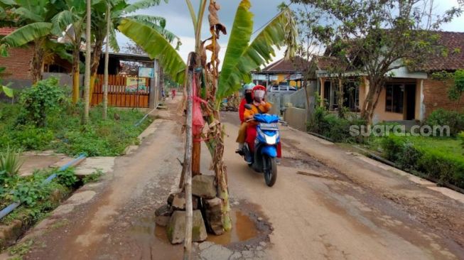 Protes Jalan Berlubang, Warga Singosari Malang Tanam Belasan Pohon Pisang