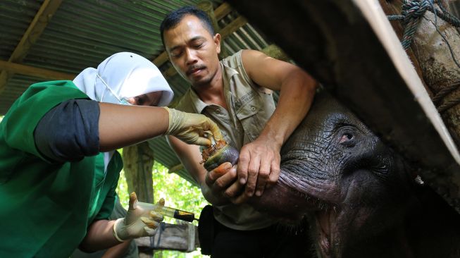 Tim Dokter hewan BKSDA Aceh melakukan proses perawatan dan pengobatan gajah liar yang terjerat di klinik pengobatan Pusat Latihan Gajah (PLG) Saree, Aceh Besar, Aceh, Senin (15/11/2021). ANTARA FOTO/Syifa Yulinnas