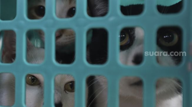 Tiga ekor kucing peliharaan berada di dalam kandang untuk divaksinasi rabies gratis di halaman Kantor Kelurahan Kebon Baru, Tebet, Jakarta, Selasa (16/11/2021). [Suara.com/Angga Budhiyanto]