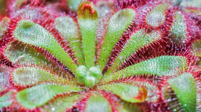 Tanaman karnivora, drosera. (Pixabay/Bergadder)