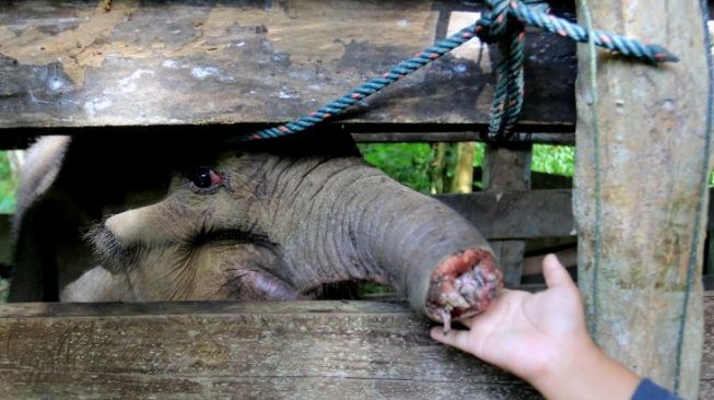 Anak Gajah Terjerat hingga Belalainya Nyaris Putus Mati