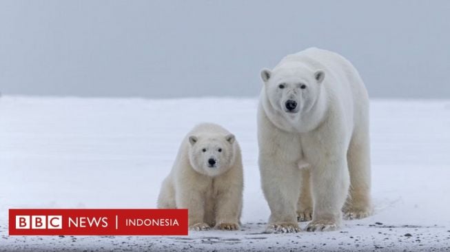 Perubahan Iklim: Apakah Tubuh Satwa Liar Menyusut Akibat Pemanasan Global?