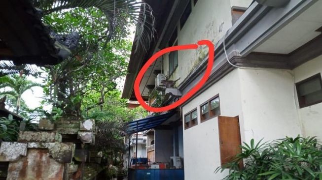 Seekor Monyet Lompat-lompat di Kantor Bupati Gianyar Bali, Pegawai Bingung Mengejar