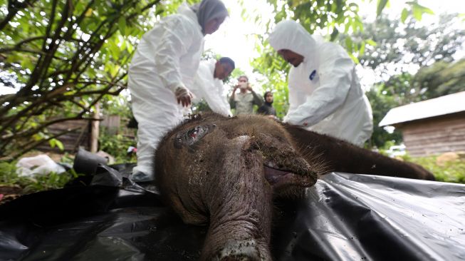 Petugas Balai Konservasi Sumber Daya Alam (BKSDA) Aceh melakukan proses nekropsi terhadap bangkai anak gajah sumatera (Elephas maximus sumatranus) liar di Pusat Latihan Gajah (PLG) Saree, Aceh Besar, Aceh, Selasa (16/11/2021).  ANTARA FOTO/Irwansyah Putra
