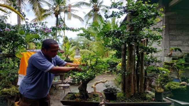 Cerita I Gede Sudiana Bisnis Bonsai di Jembrana Bali, Hobi Saat Senggang Berbuah Untung