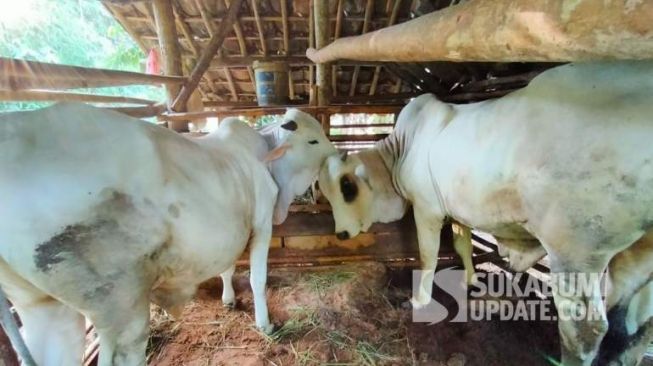 Sapi Limosin Ukuran Super Raib Digondol Maling, Pemilik Temukan Ini di Tempat Sunyi