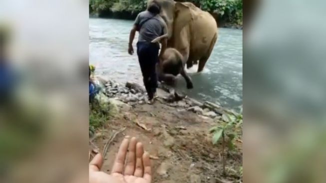 Viral Pawang Pukul Anak Gajah di Tangkahan, Ini Penjelasan BBTNGL