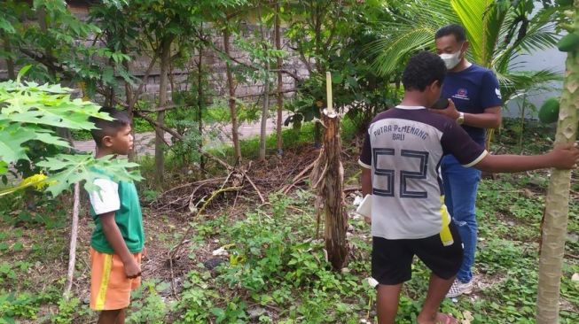 10 Pohon Pisang di Legian Bali Rusak Diduga Ulah Remaja Korban Konten Salam dari Binjai
