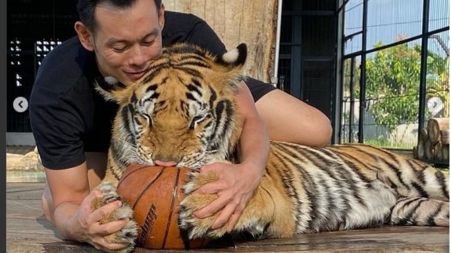 Meski Sudah Jinak, Ini Jenis Harimau yang Dipelihara Konglomerat Asal Sukoharjo