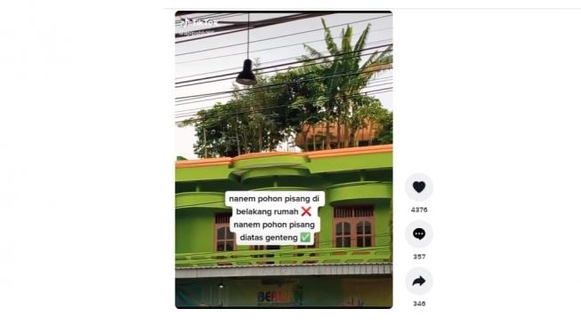 Pohon pisang ditanam di atap rumah. [TikTok]