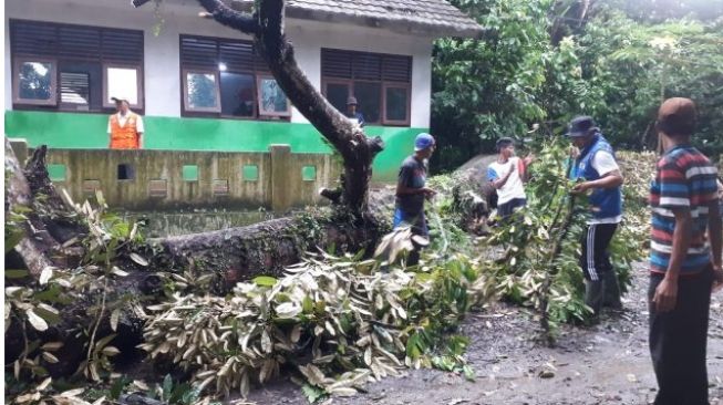 Diterjang Angin Kencang, Pohon Duren Timpa Rumah dan Pagar Sekolah di Carita