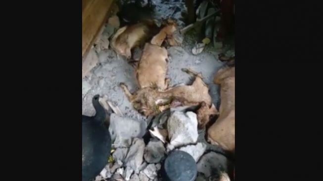 Belasan Kambing di Giripurwo Mati Diserang Binatang Buas, Lurah: Ini Sudah Ketiga Kalinya