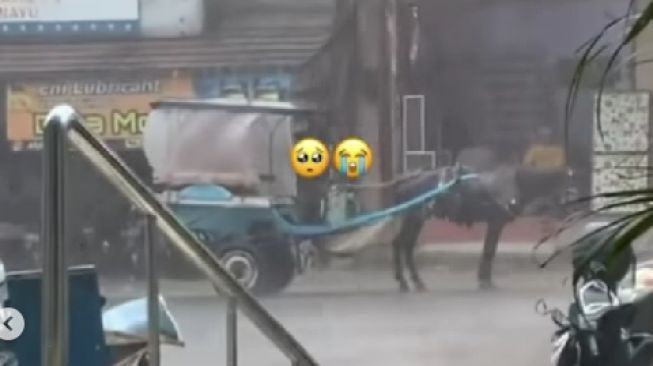 Viral Kuda Delman Dibiarkan Basah Kuyup di Bawah Guyuran Hujan, Netizen: Ga Tega Liatnya