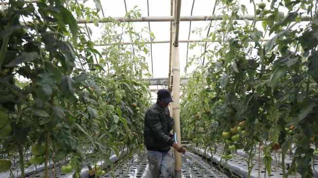 Daya Saing Agronative Farm di Lembang Semakin Meningkat Berkat Irigasi Perpipaan Kementan