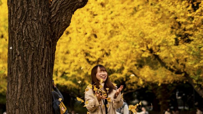 Seorang warga berpose dengan daun ginkgo dalam warna musim gugur di Taman Luar Kuil Meiji, Tokyo, pada (18/11/2021). [PHILIP FONG / AFP]