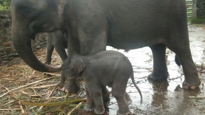 Seekor Gajah Sumatera Lahir di PLSK Tangkahan