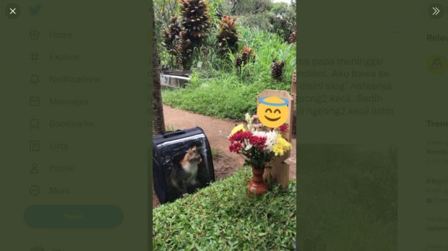 Mengeong terus, kucing ini tidak tahu pemiliknya sudah meninggal. [Twitter]