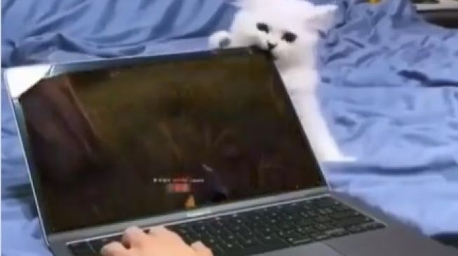 Laptop Dipakai Main Gim Langsung Pecah Digigit Kucing, Warganet: Tes Kriuk