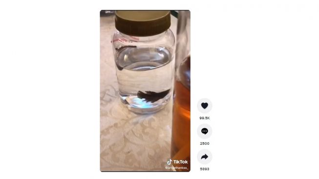 Souvenir unik pernikahan, ikan cupang. [TikTok]