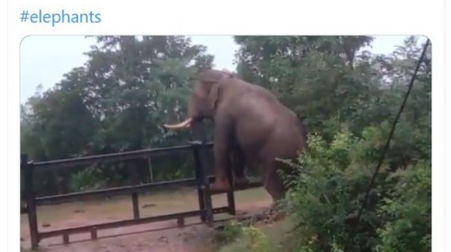 Viral Video Gajah Lihai Panjat Pagar Besi, Warganet Heboh