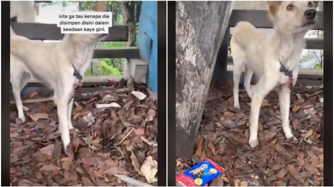 Wanita Temukan Anjing Di Pinggir Jalan (TikTok)