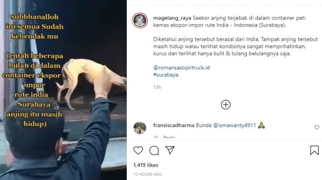 Anjing terjebak di kontainer peti kemas India-Surabaya. (Instagram)