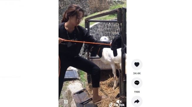 Viral! Gadis Cantik Si Penjual Kambing, Ternyata Mahasiswi PGRI Jakarta