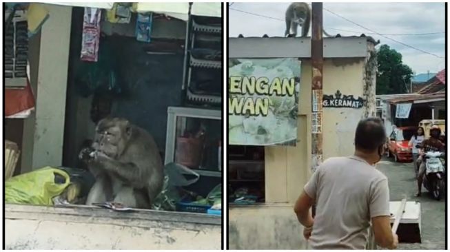 Viral Video Sejumlah Monyet Acak-acak Warung Warga di Bandar Lampung