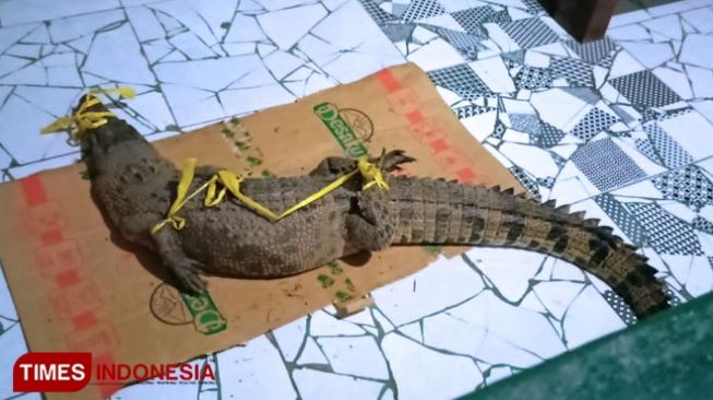 Kagetnya Nelayan Banyuwangi Cari Ikan Malah dapat Predator