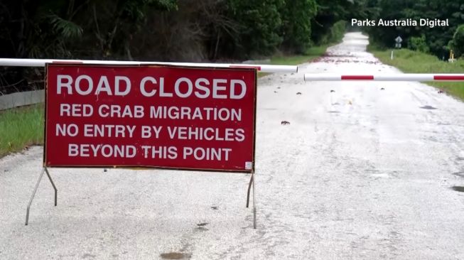 Ribuan Kepiting Bikin Jalan Terpaksa Ditutup, Mobil dan Motor Dilarang Melintas