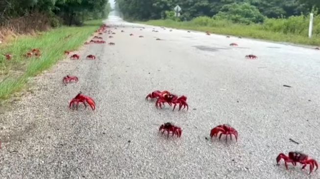 Ribuan kepiting memadati ruas jalan (Autoblog)