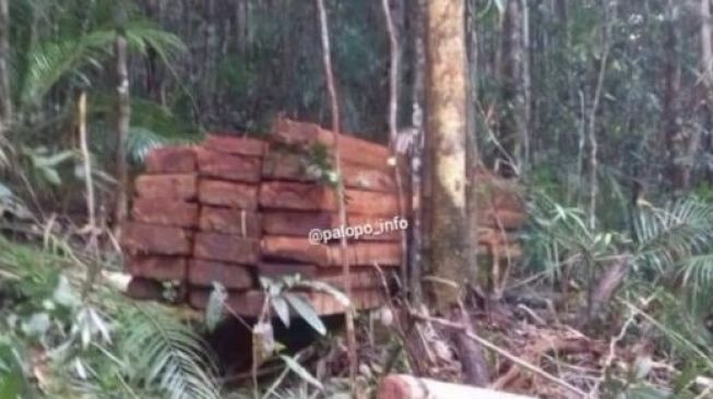 Aktivitas diduga pembalakan liar hutan di Kabupaten Luwu Timur, Sulawesi Selatan [SuaraSulsel.id/Istimewa]