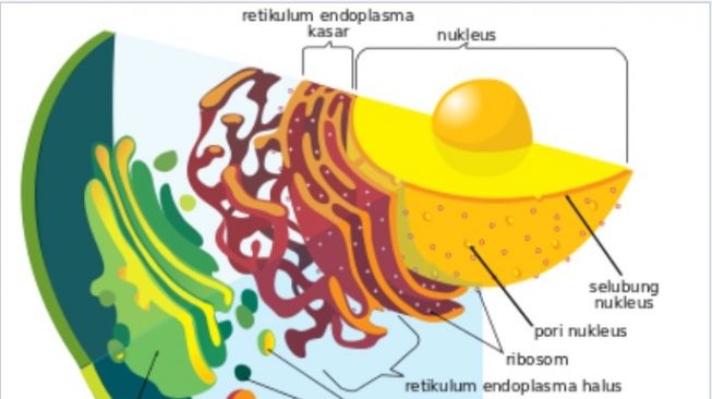 Fungsi Retikulum Endoplasma: Mengubah Racun dalam Tubuh dan Mengeluarkannya