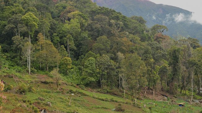 Tertimpa Kayu Saat Istirahat Di Hutan, Dua Petugas Patroli Harimau Sumatra Tewas Di Kawasan TNKS