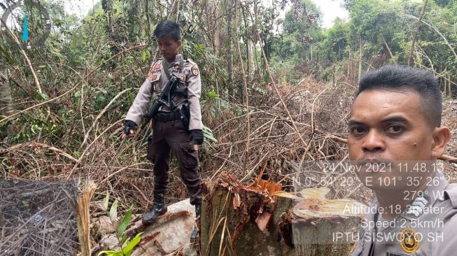 Polisi Amankan Pelaku Pembalakan Liar di Riau, Curi Ratusan Kayu di Cagar Biosfer