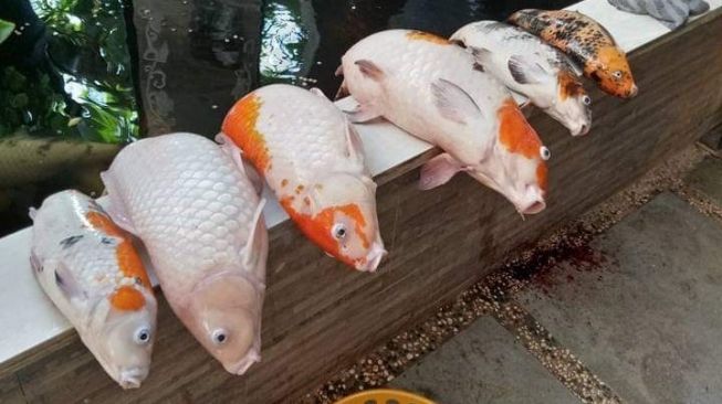 Viral PLN Dikritik Padamkan Listrik Tanpa Pemberitahuan, Bikin Ikan Koi Mati