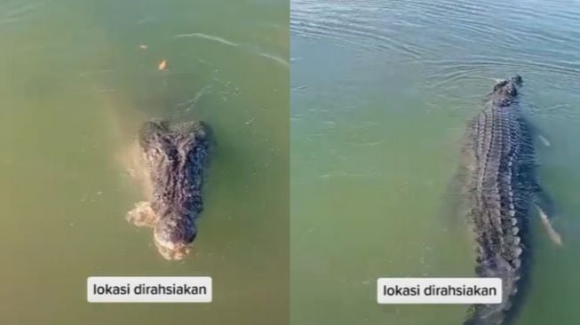 Viral Pria Beri Makan Buaya Besar di Danau (TikTok)