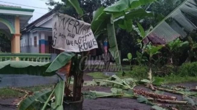 Jalan Rusak di Banyuwangi Ditanami Pohon Pisang, Warga Kesal Tak Kunjung Ada Perbaikan