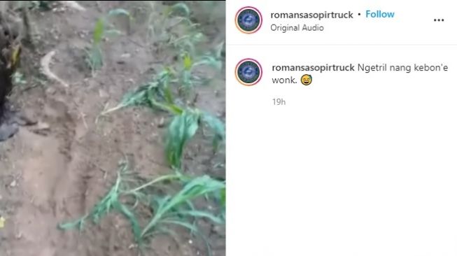 Viral Pria Mengeluh Kebun Jagung Rusak (Instagram/@romansasopirtruck)