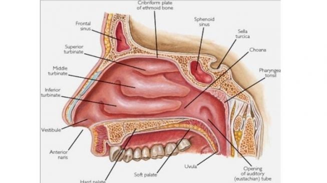 7 Fungsi Hidung yang Penting untuk Kehidupan, Salah Satunya untuk Bernyanyi dan Bicara