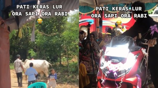 Pria Lamaran Besar-besaran, Bawa Seserahan Sapi sampai Motor: Pati Keras Lur!