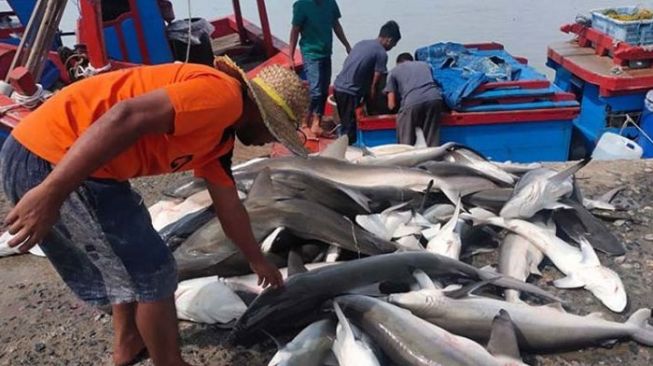 Tangkapan Hiu Nelayan Aceh Hanya 700 Kg Gegara Cuaca Buruk