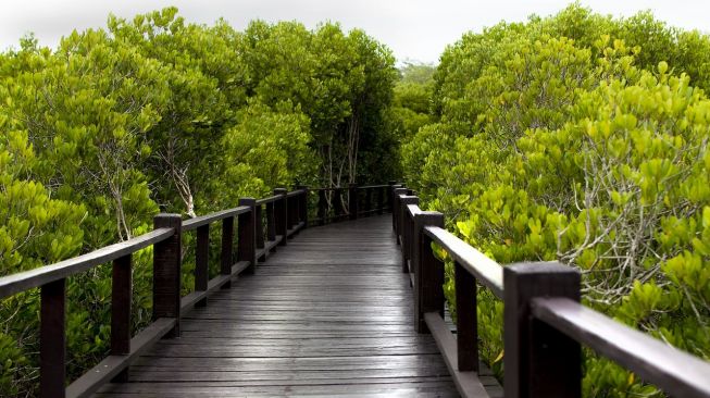 Ilustrasi hutan mangrove. (Pixabay/1CzPhoto)