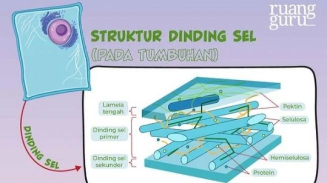 10 Fungsi Dinding Sel: Metabolisme hingga Penyimpanan Karbohidrat