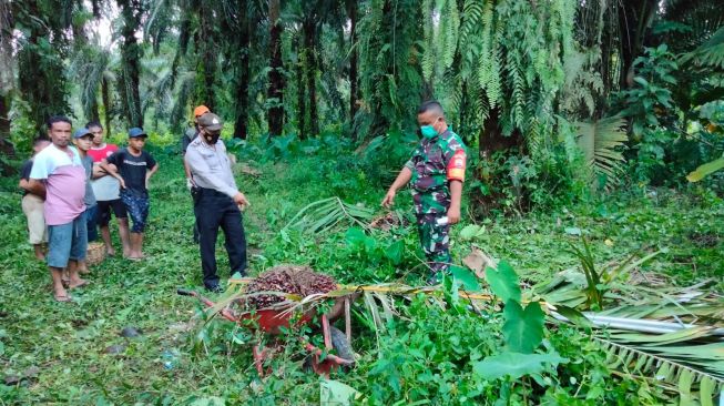 Warga Tewas Tersengat Listrik Saat Panen Sawit di Tapteng