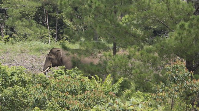 Dua Gajah Rusak Kebun Warga di Indragiri Hulu, Ini Penjelasan BBKSDA Riau