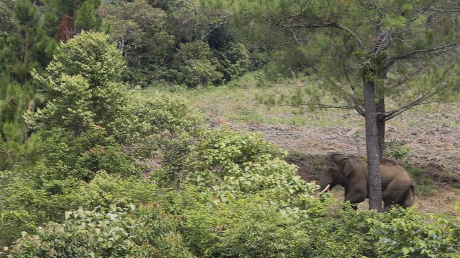 Seekor gajah liar terlihat saat proses penggiringan di Desa Blang Rakal, Pintu Rime Gayo, Bener Meriah, Aceh, Kamis (2/12/2021). [ANTARA FOTO/Syifa Yulinnas]