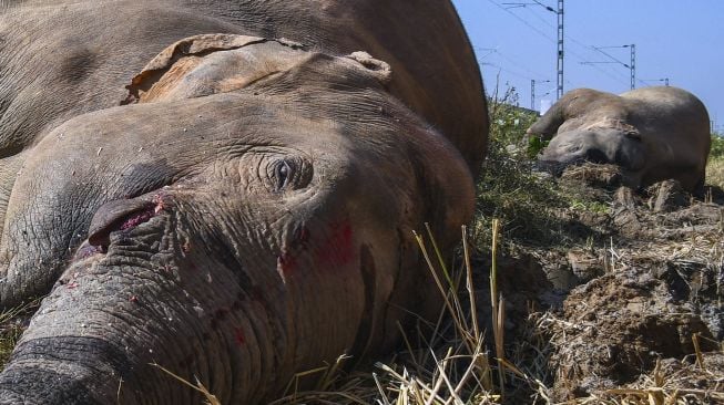 Dua gajah yang mati setelah bertabrakan dengan kereta api di Morigaon, Assam, India, pada (1/12/2021). [BIJU BORO / AFP]